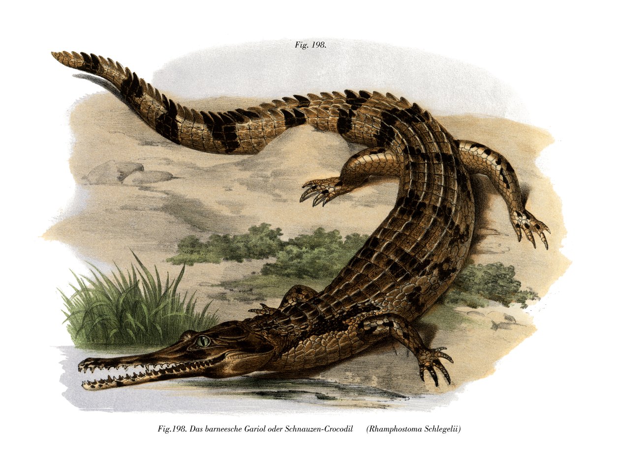 Falso Gharial (cor litho) de German School