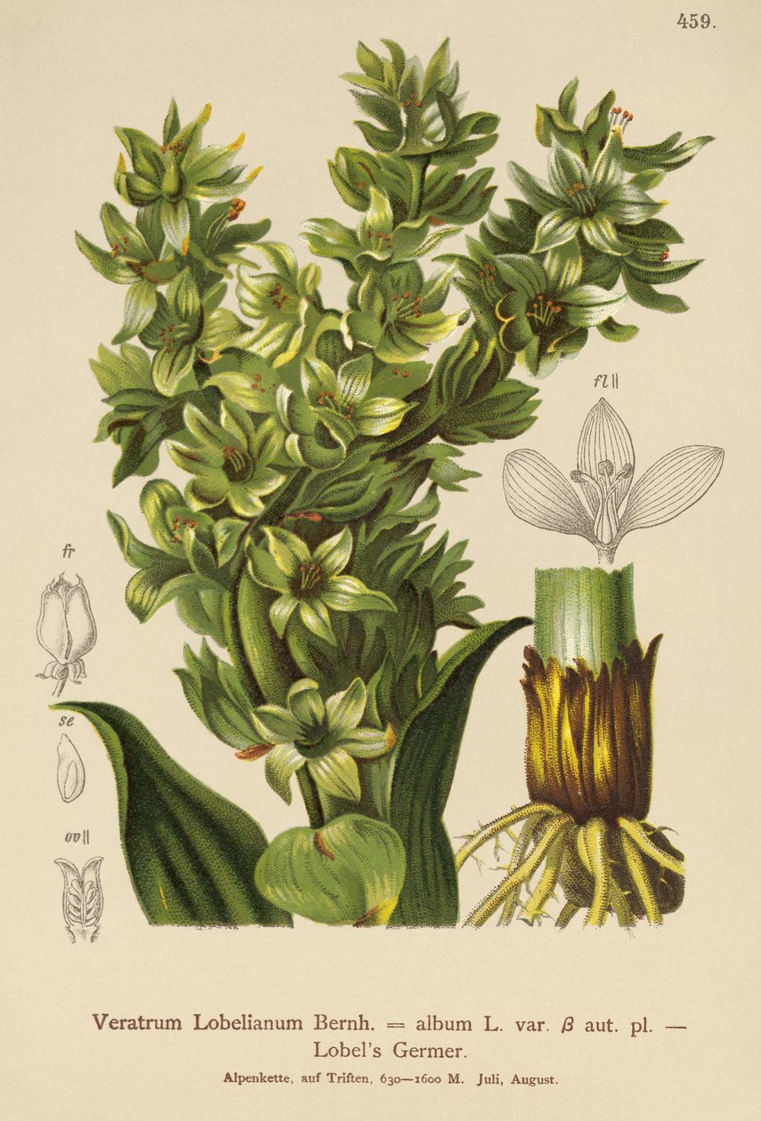 False Helleborine (álbum Veratrum, Veratrum Lobelianum) de German School