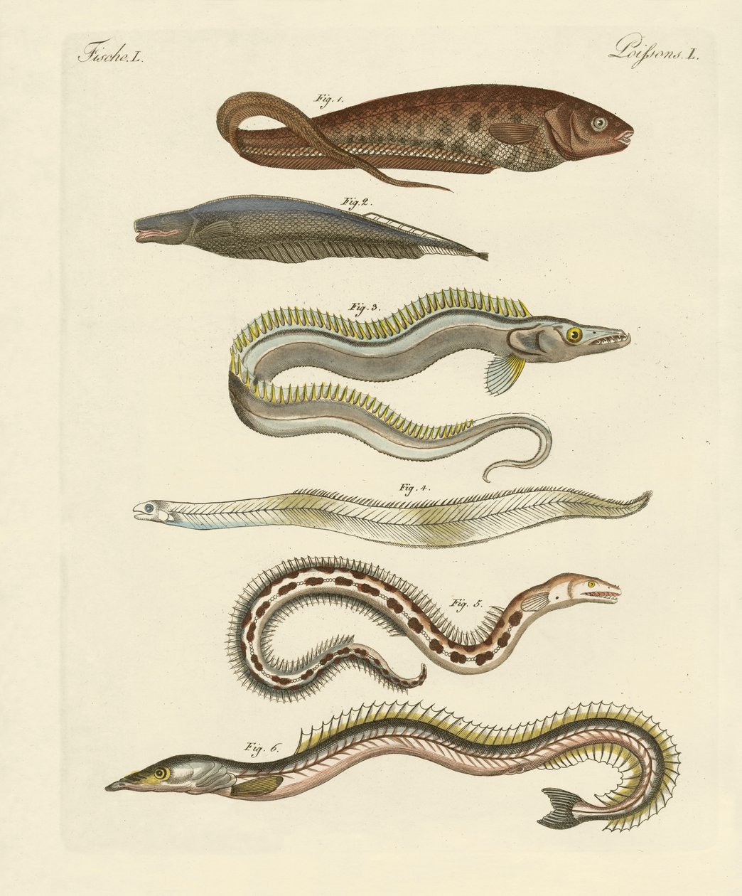 Peixe (gravura colorida) de German School