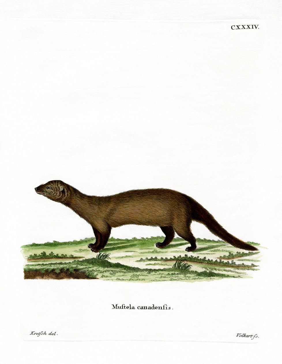 Fisher (gravação a cores) de German School