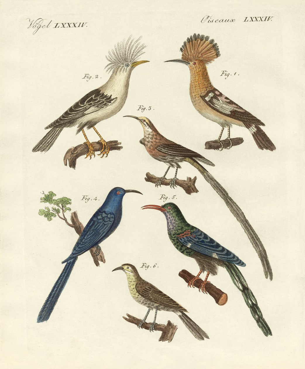 Tipos de hoopoes estrangeiros (gravura colorida) de German School