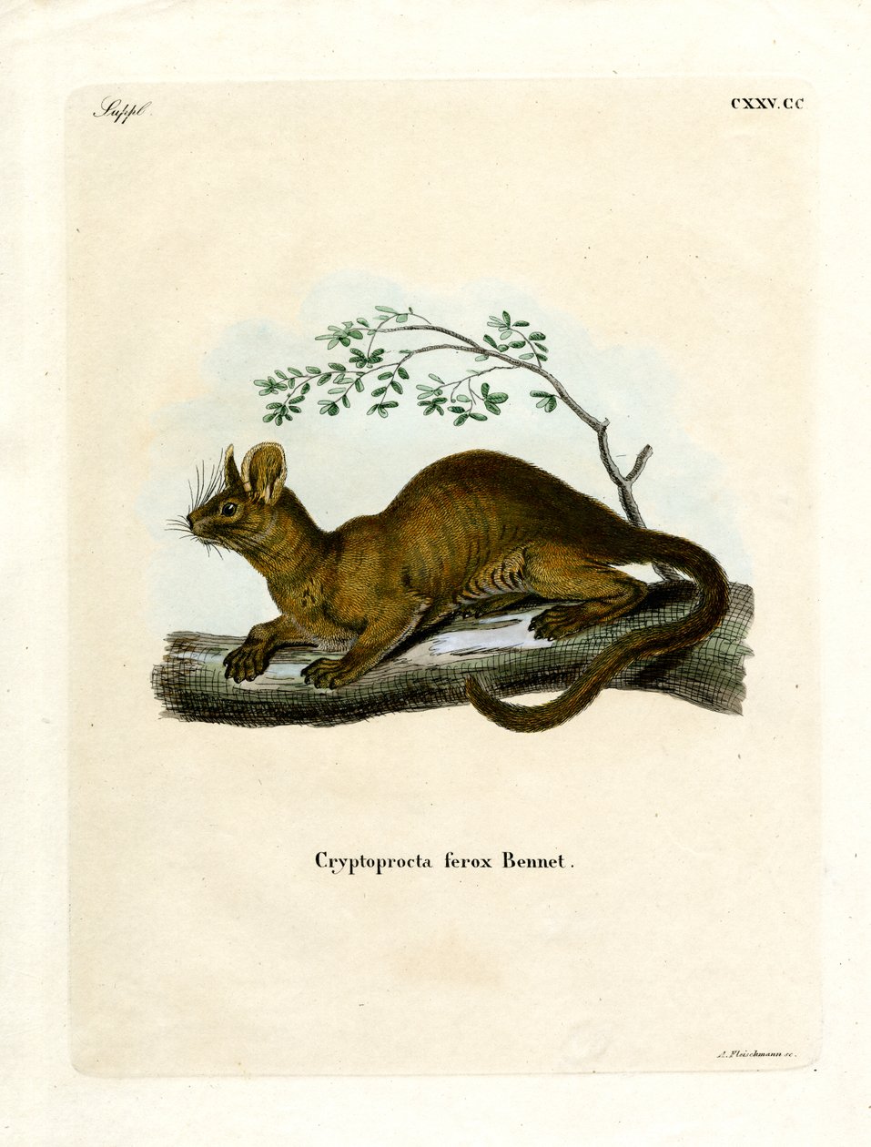 Fossa (gravura colorida) de German School