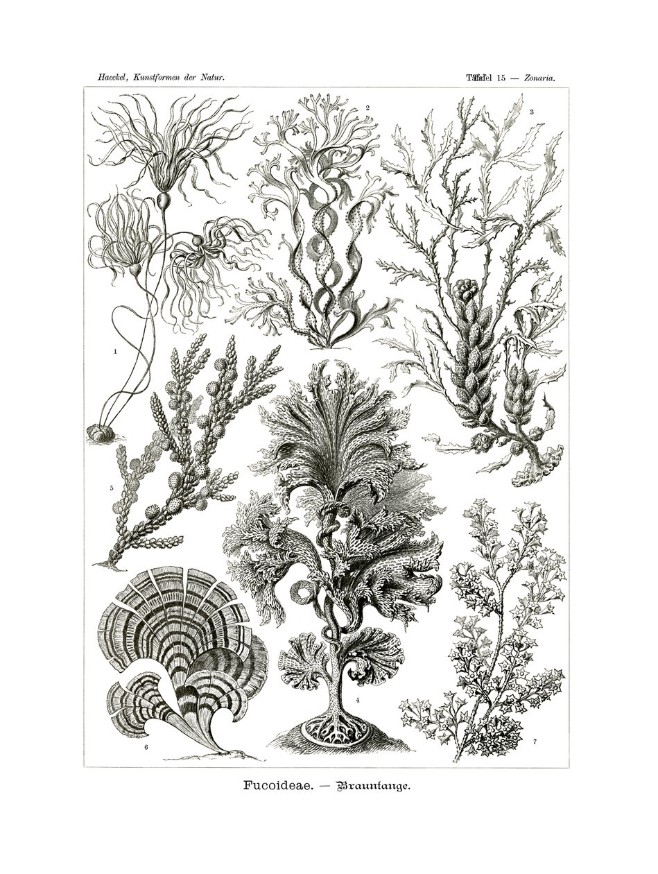 Fucoideae, 1899-1904 de German School