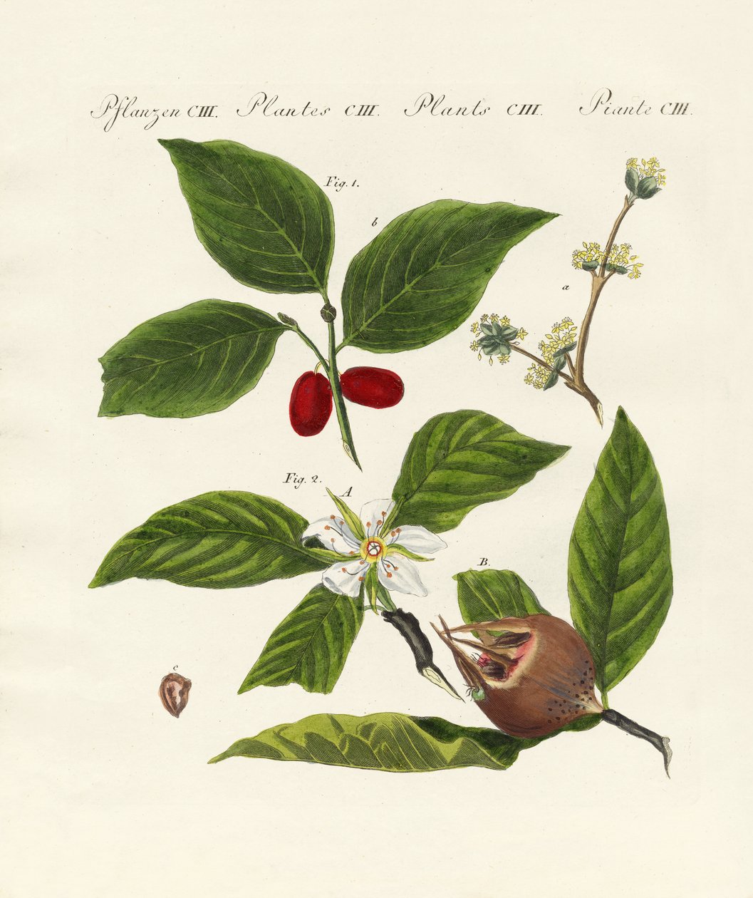 Tipos alemães de frutas de German School