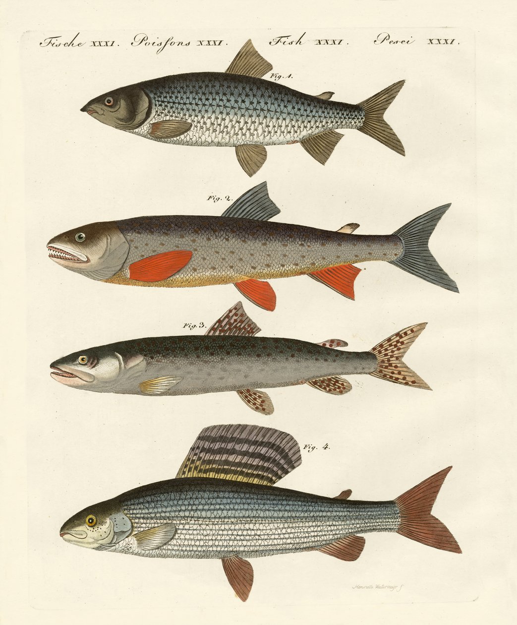 Peixe do rio alemão de German School