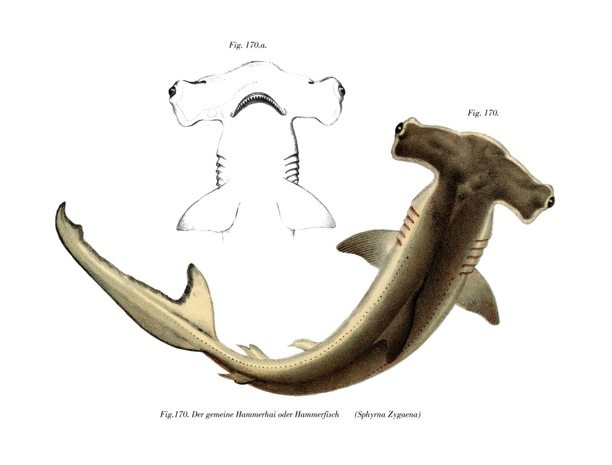 Hammerhead (cor litho) de German School