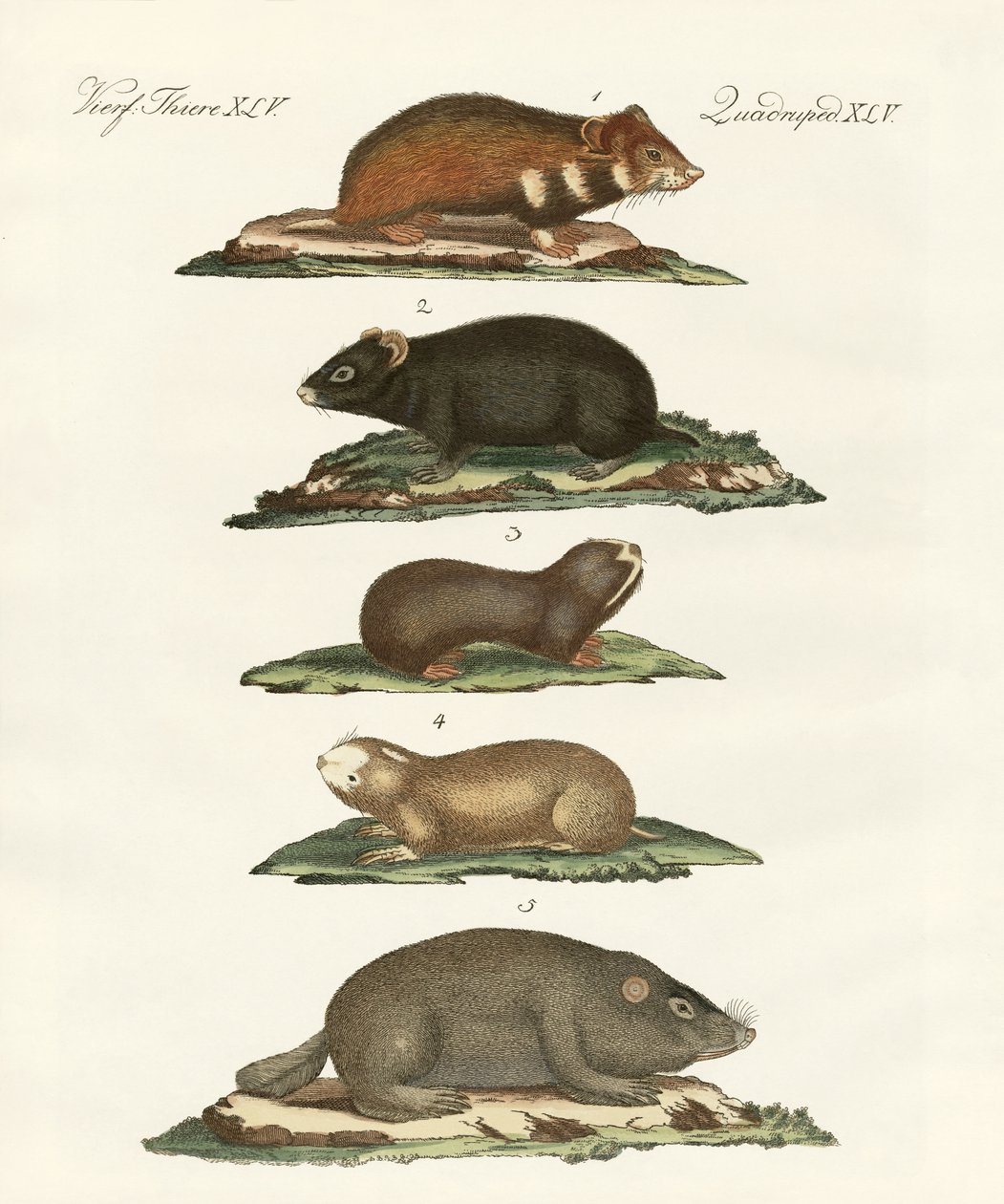 Hamsters e ratos do campo de German School