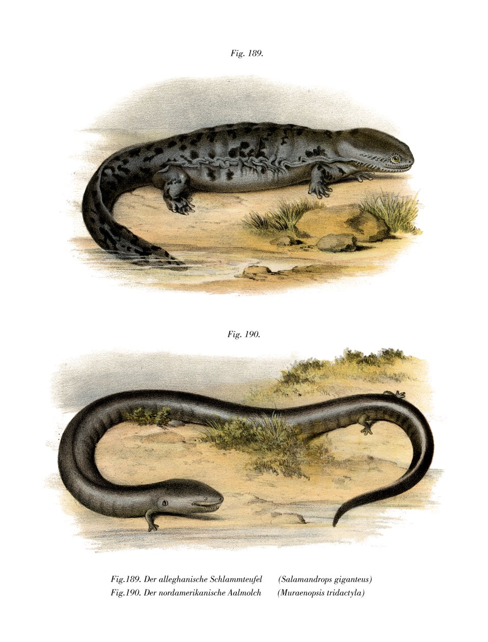 Hellbender (cor litho) de German School