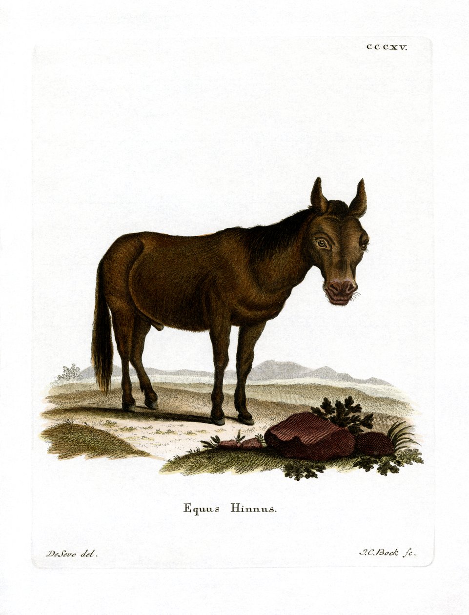 Hinny (gravura colorida) de German School