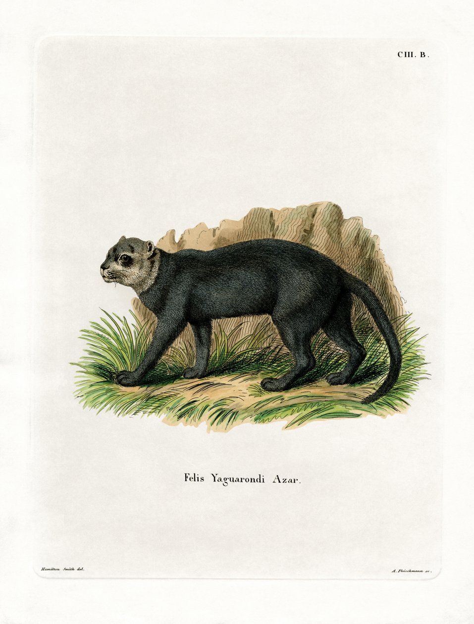 Jaguarundi (gravura colorida) de German School