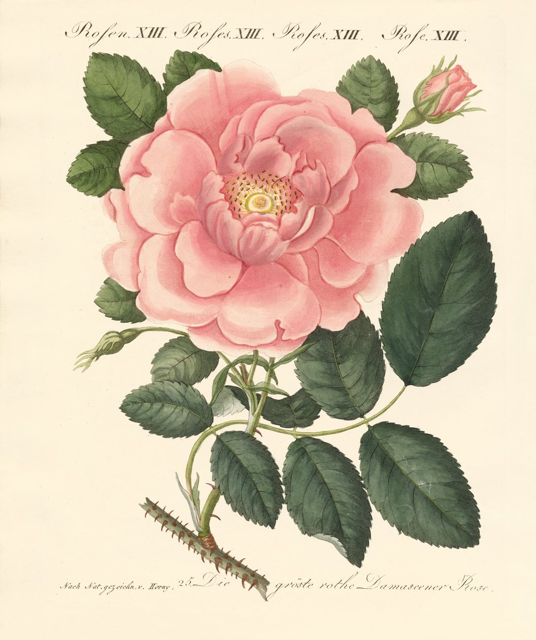 Tipos de rosas de German School