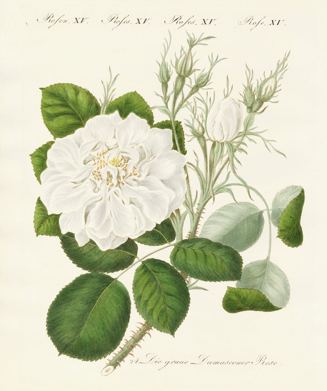Tipos de rosas de German School