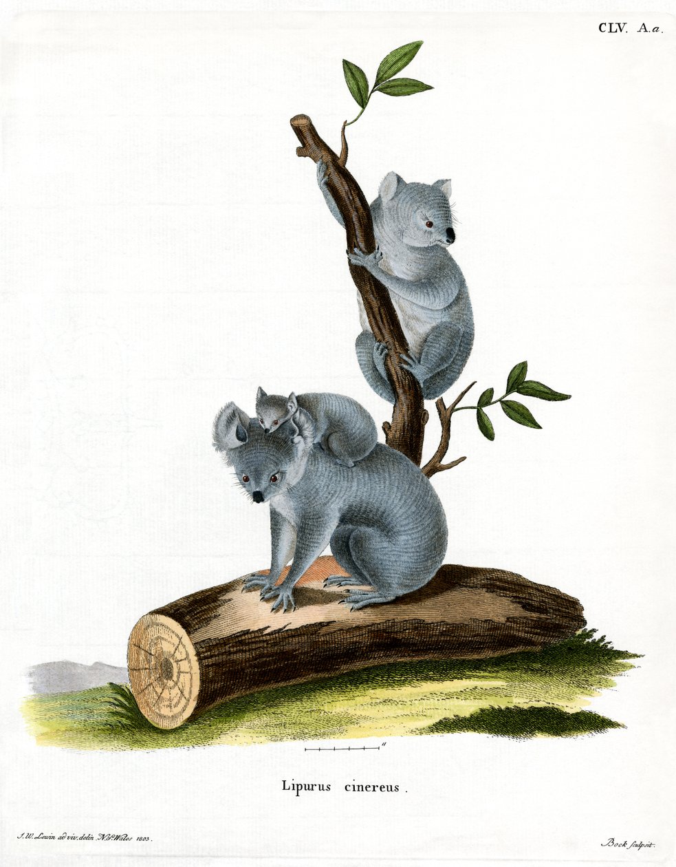 Koala (gravação a cores) de German School