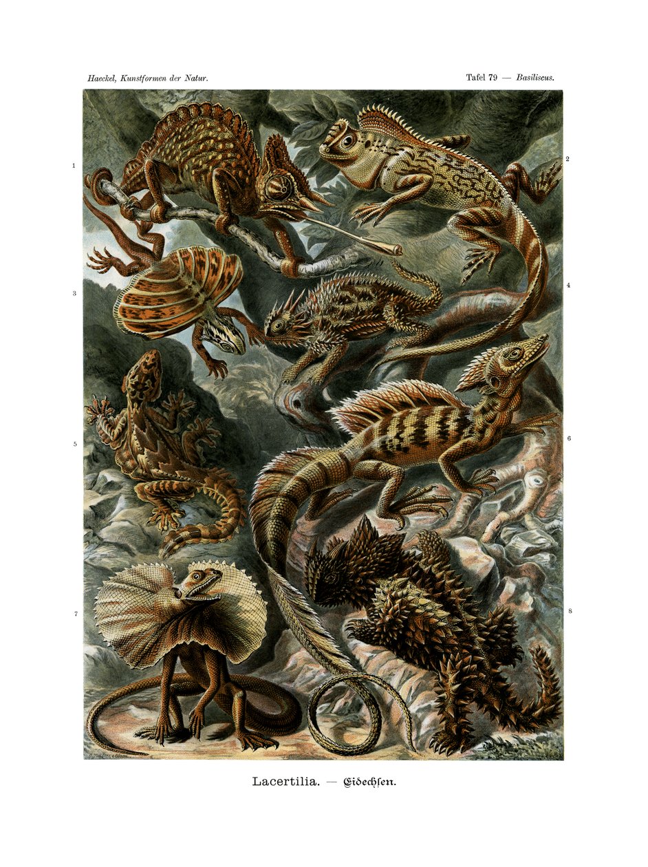 Lacertilia, 1899-1904 de German School