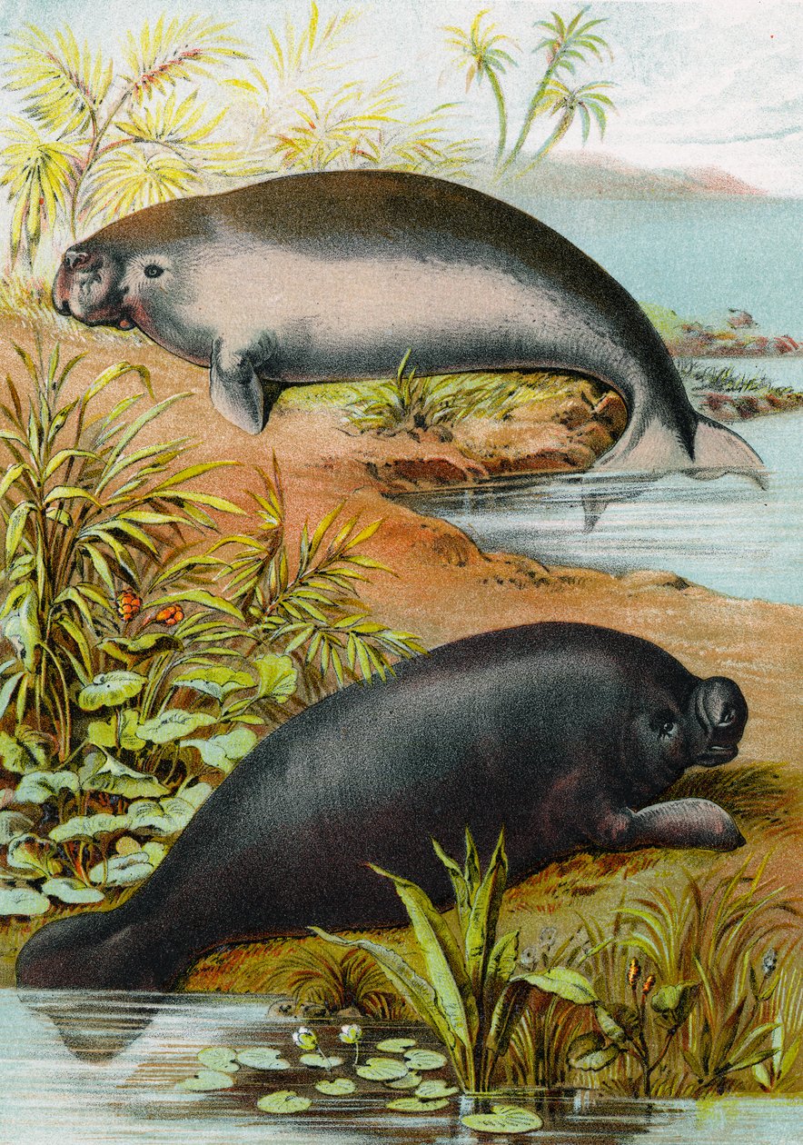 Peixe-boi e Dugongo, c.1880 de German School