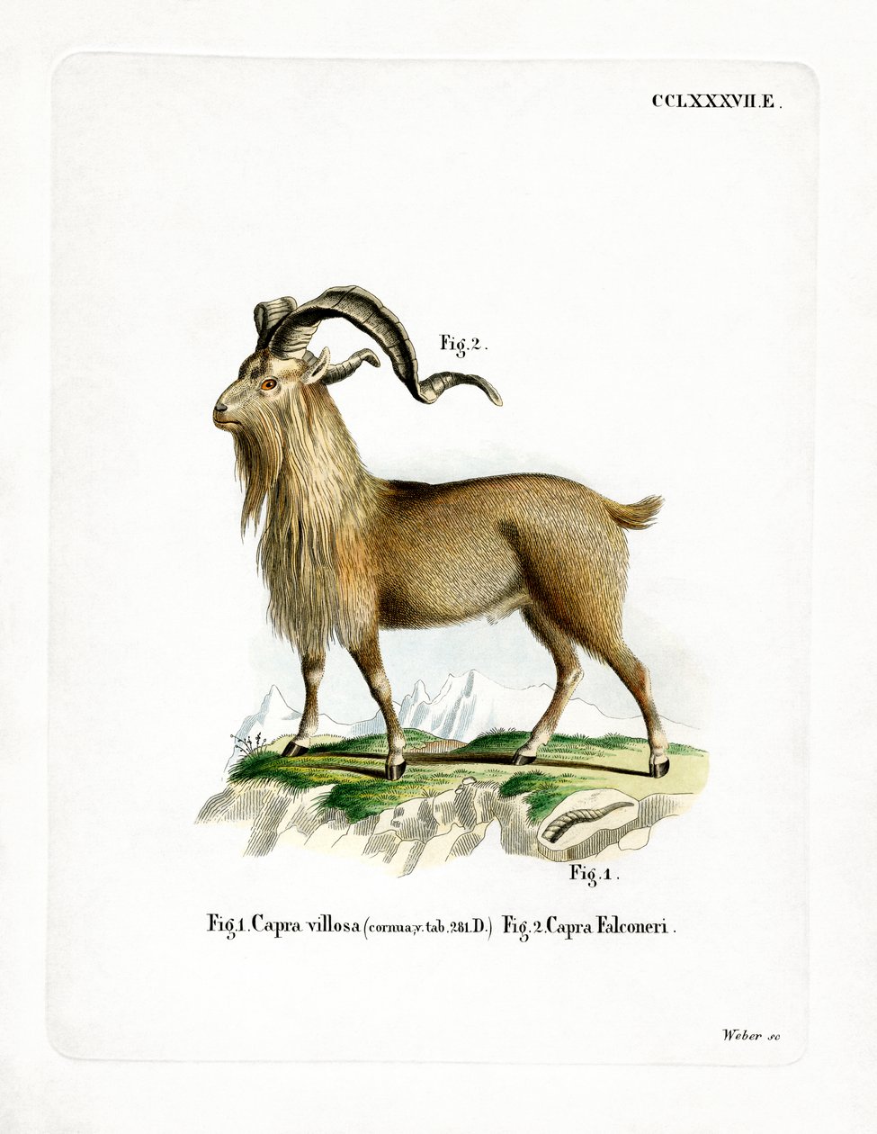 Markhor (gravação a cores) de German School