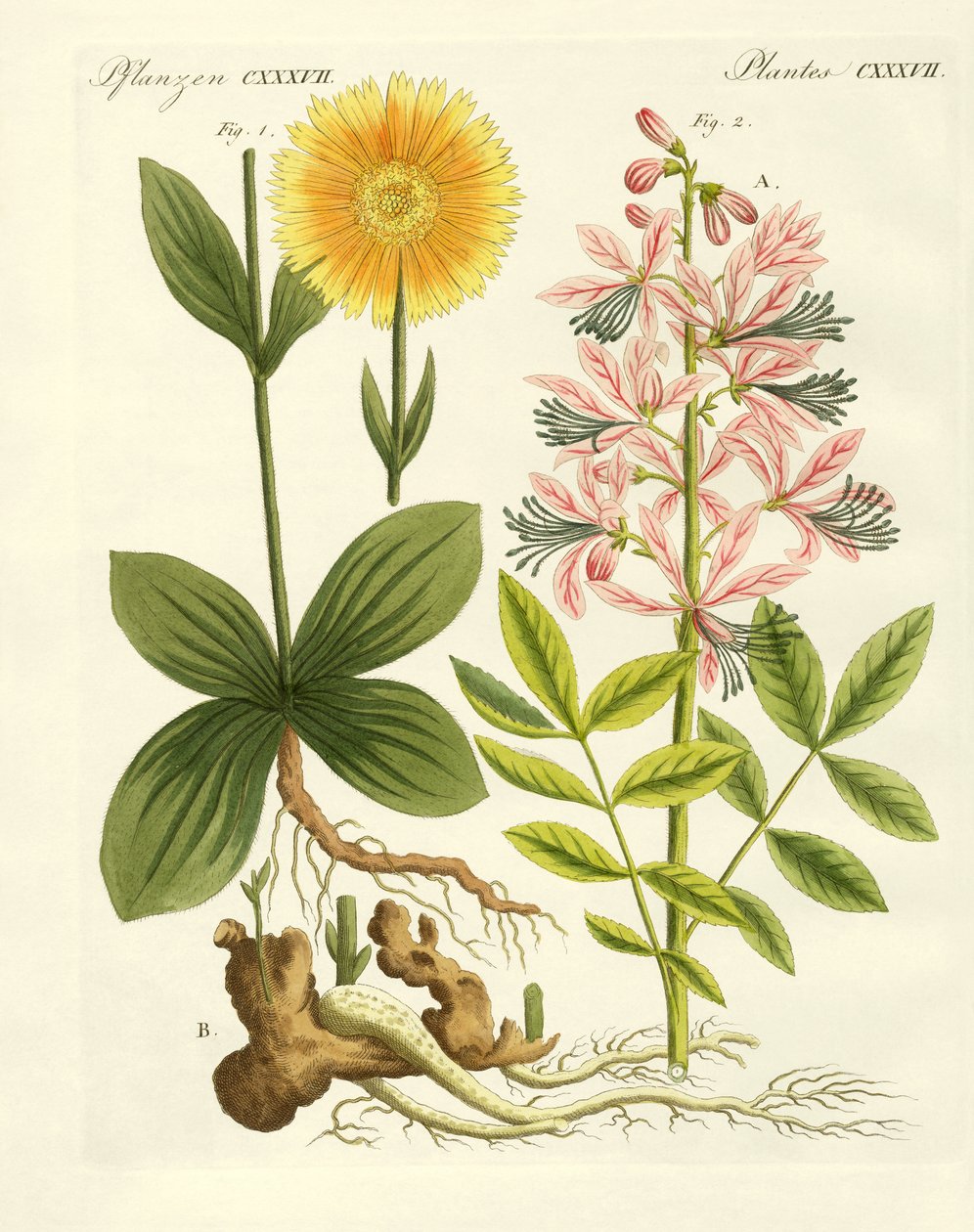 Plantas medicinais de German School
