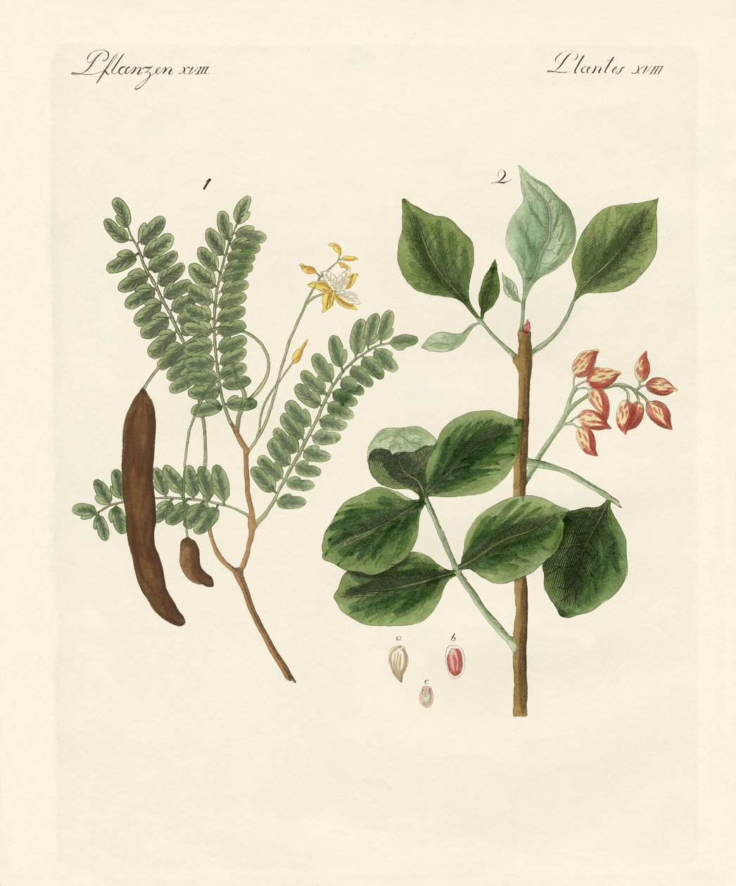 Plantas medicinais de German School