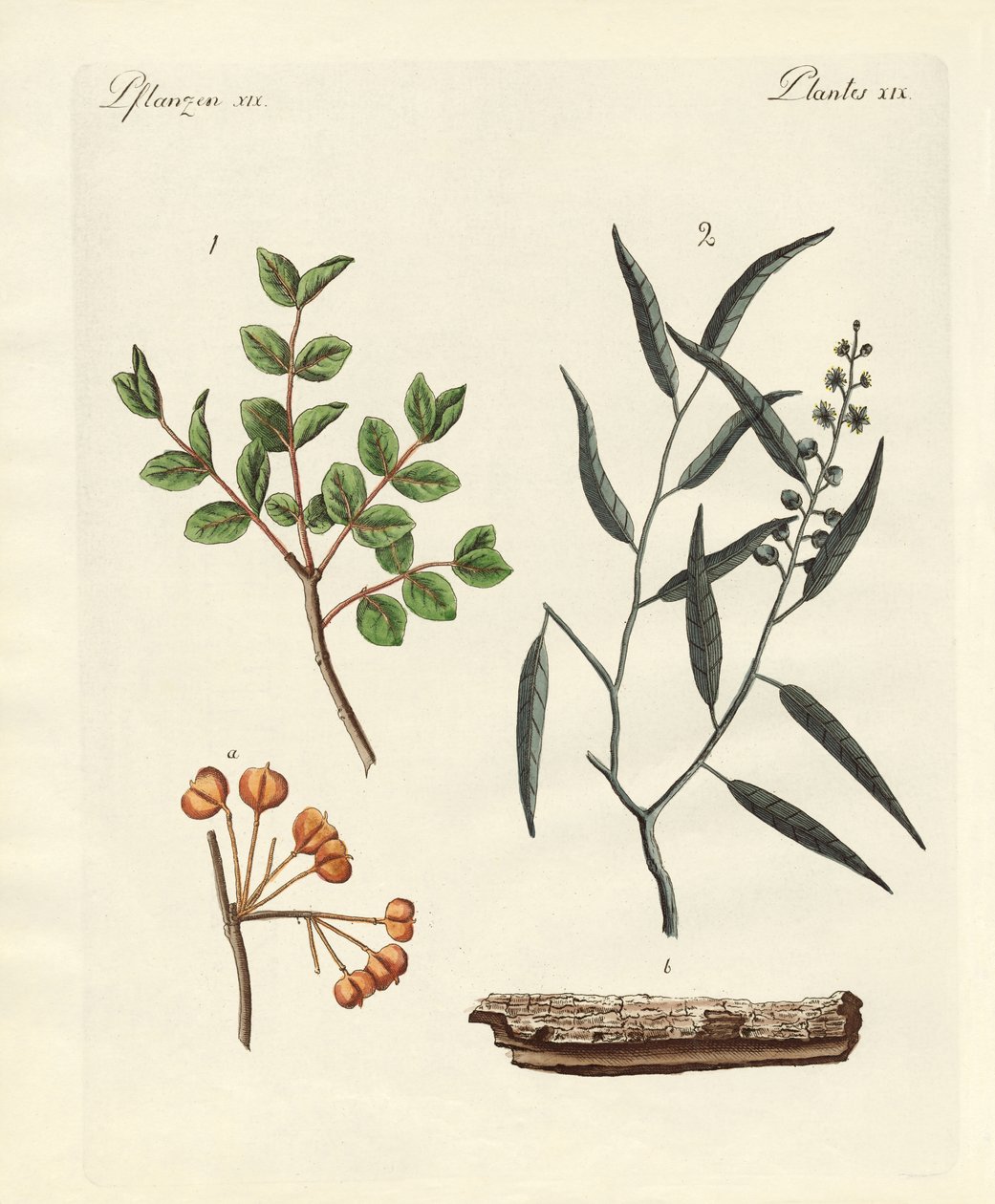 Plantas medicinais de German School