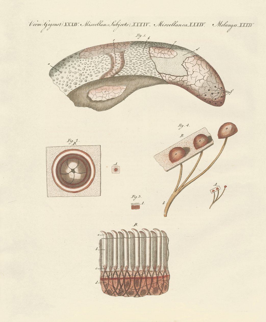 Estudo microscópico da língua de vaca de German School