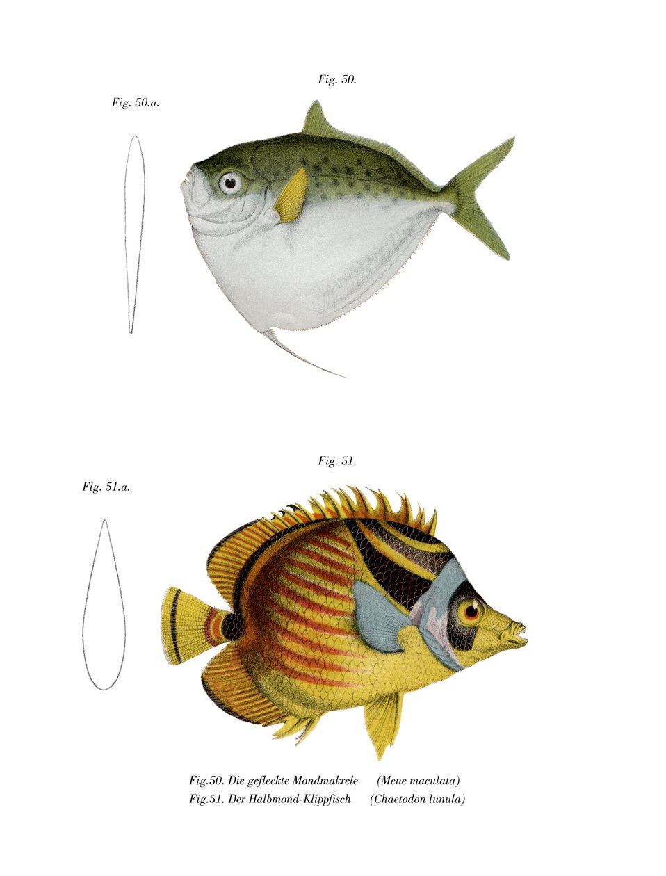 Moonfish (cor litho) de German School