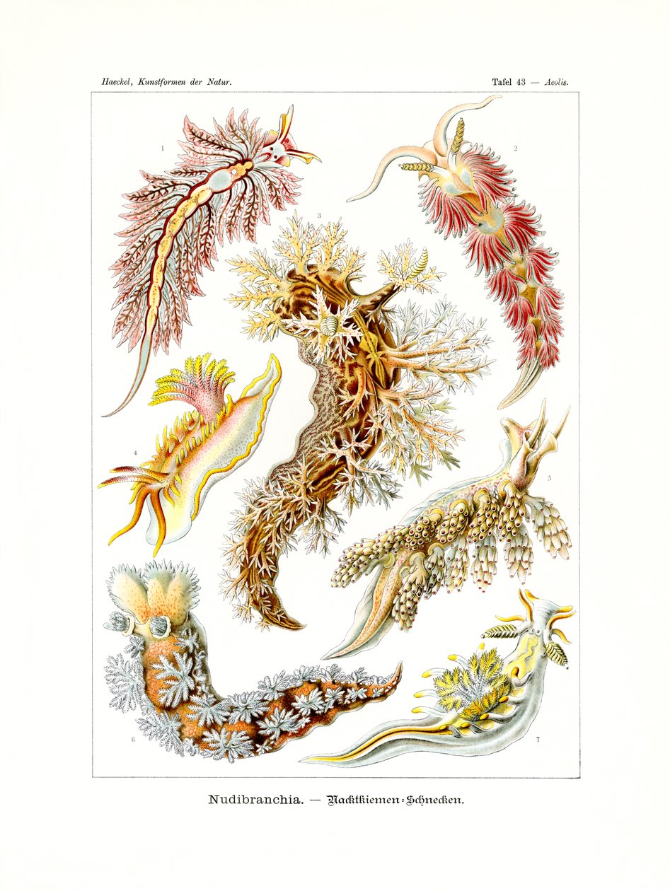 Nudibranchia, 1899-1904 de German School