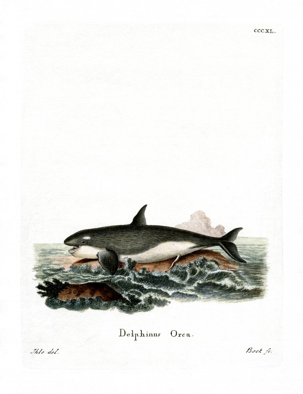 Orca (gravação a cores) de German School