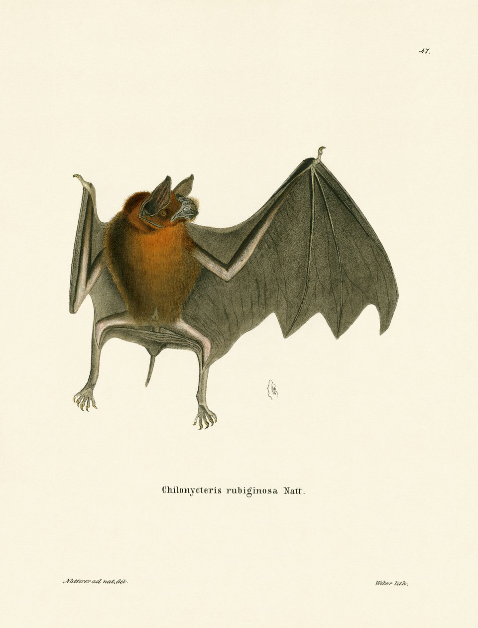 Parnell "s Mustached Bat de German School