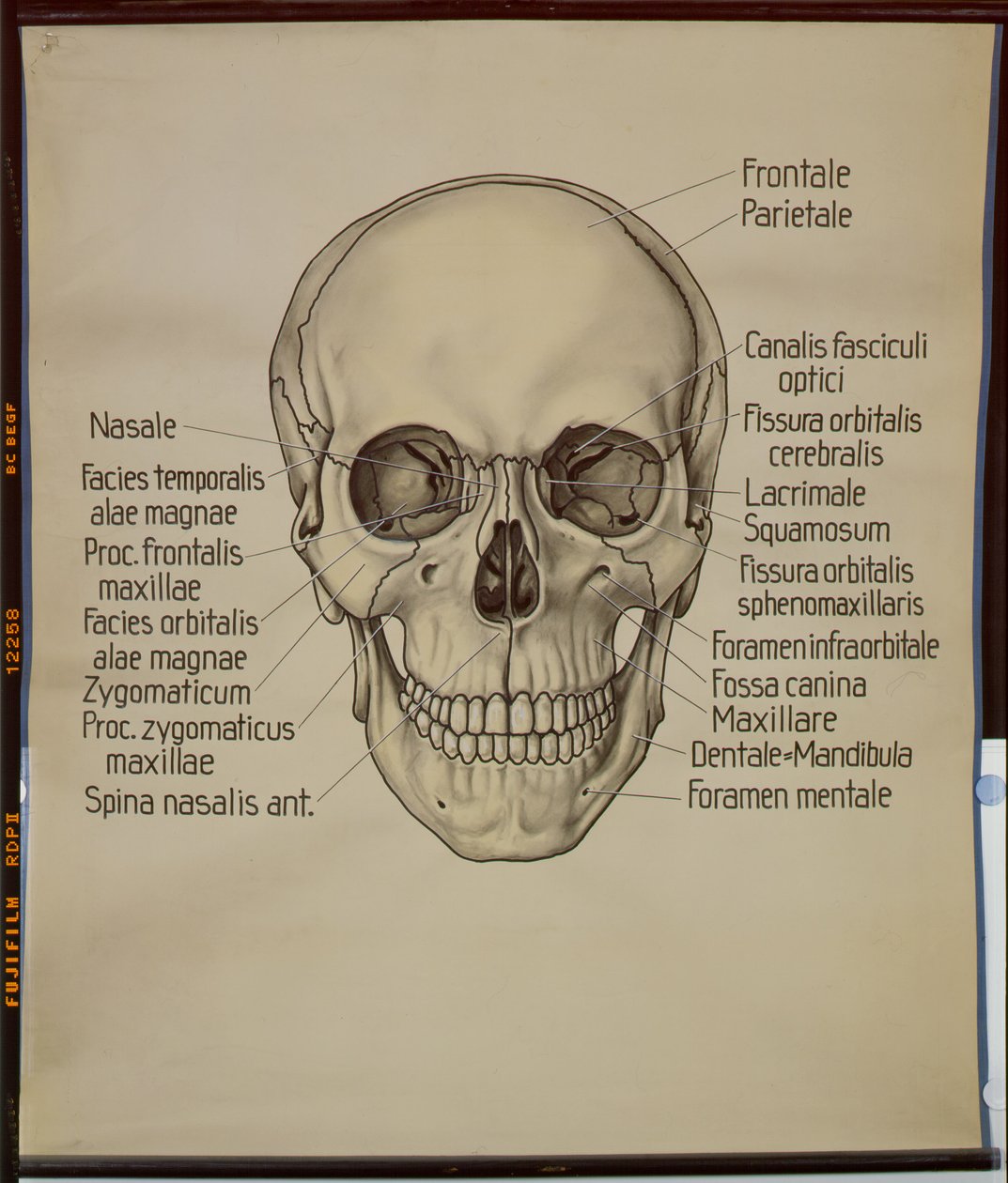 Poster de um crânio humano de German School