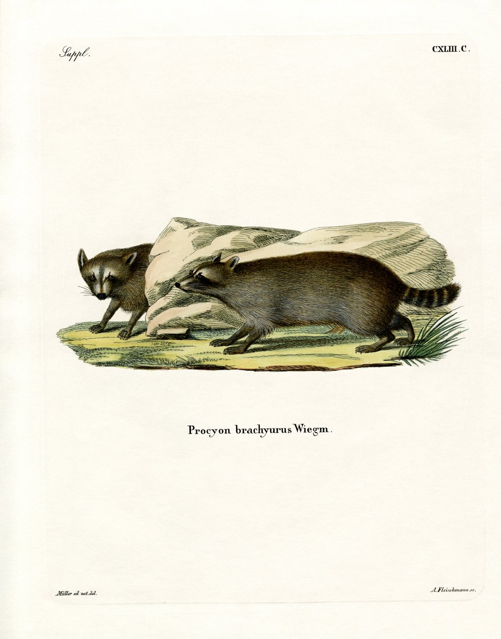 Raccoon (gravura colorida) de German School