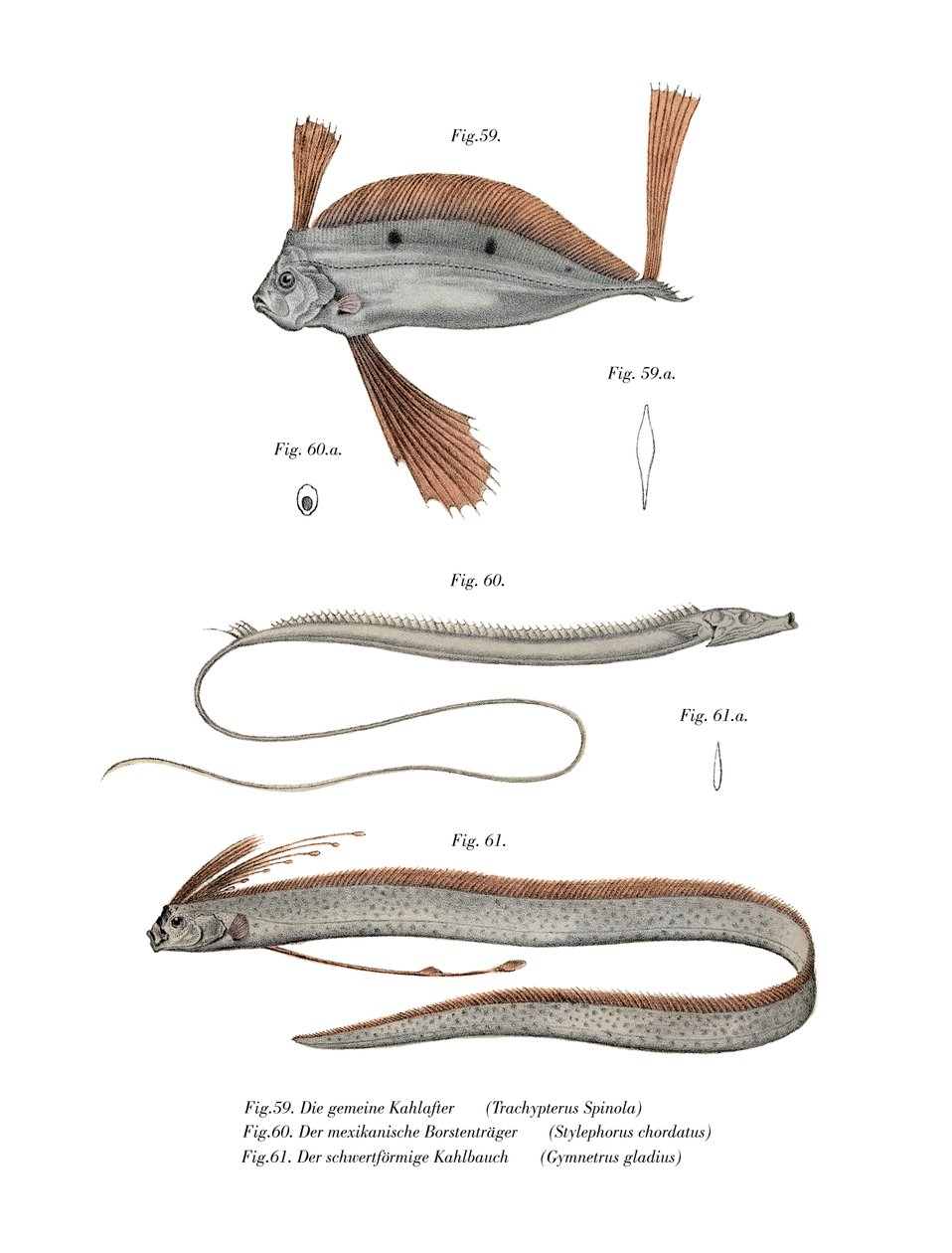 Fita Peixe (cor litho) de German School