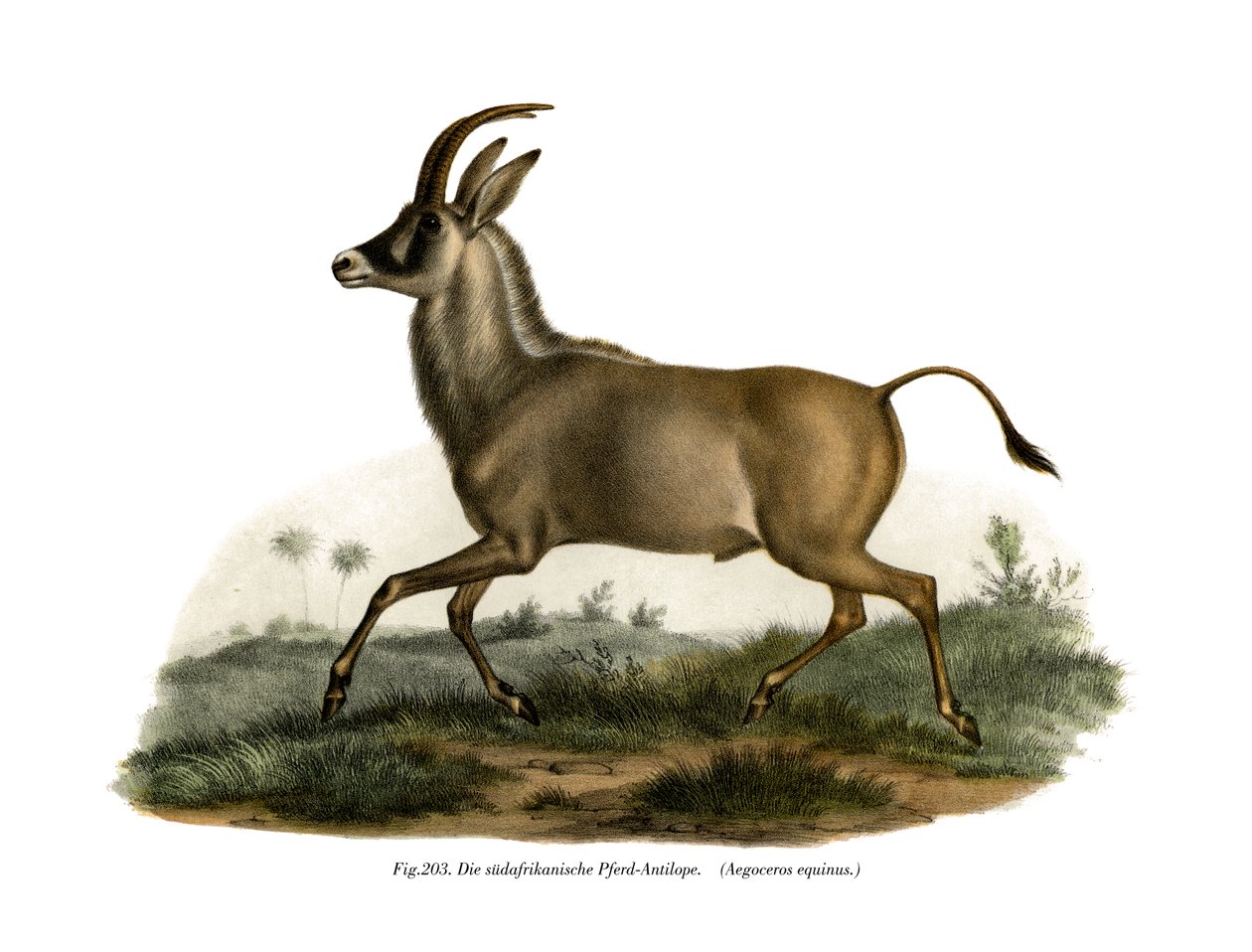 Antílope Roan, 1860 de German School