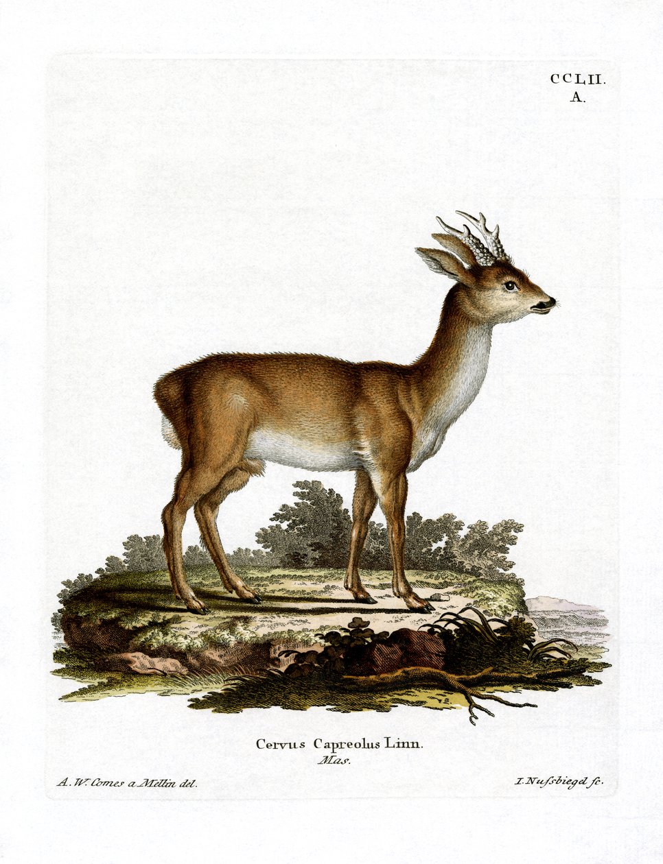 Veado (gravura colorida) de German School
