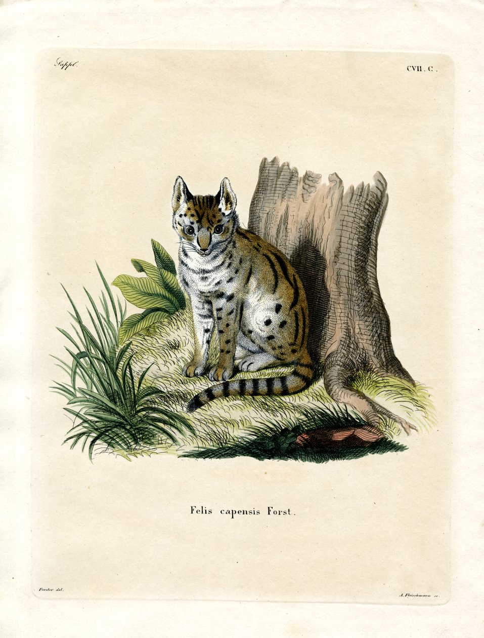 Serval (gravação a cores) de German School