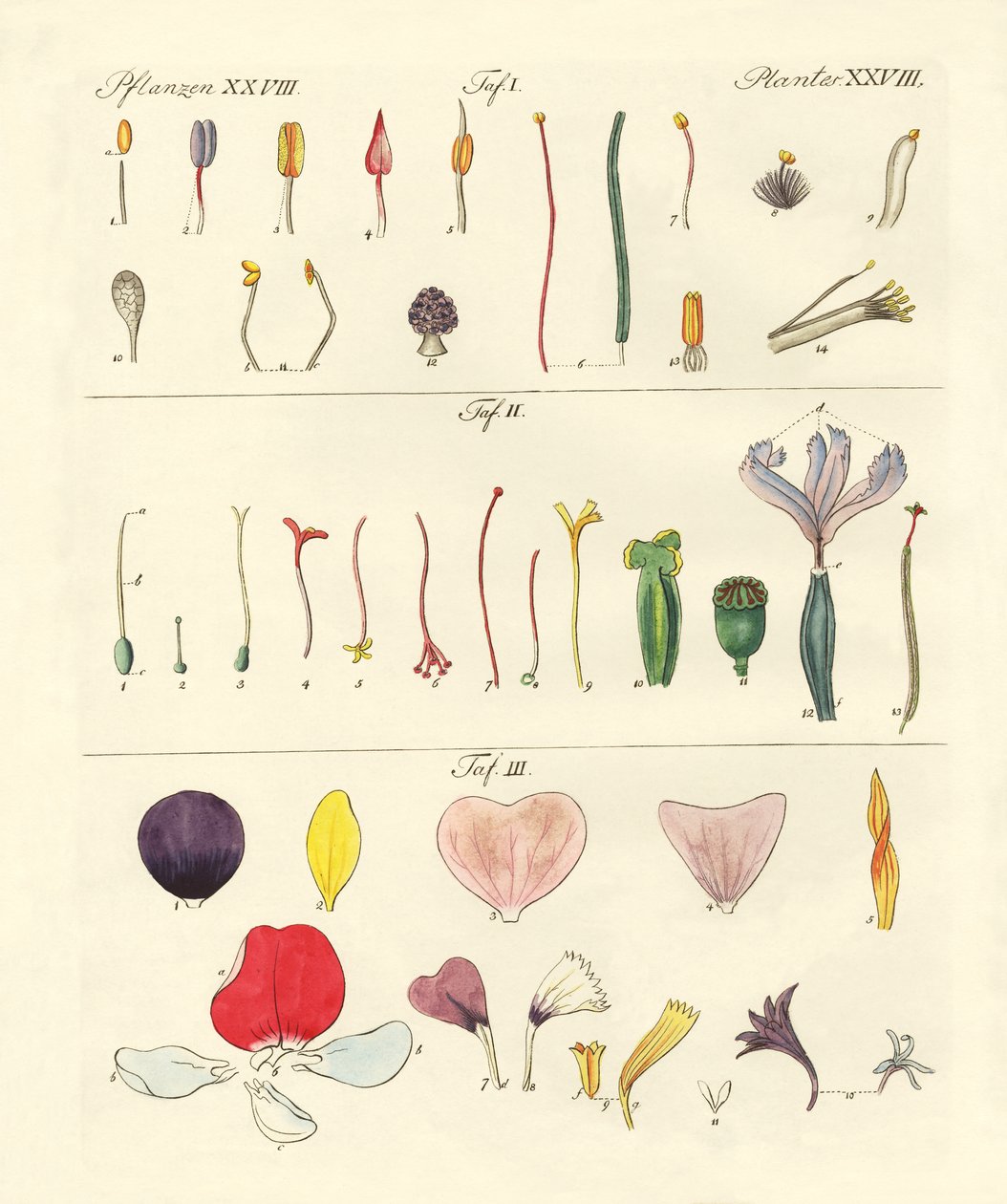 Peças de flor única de German School