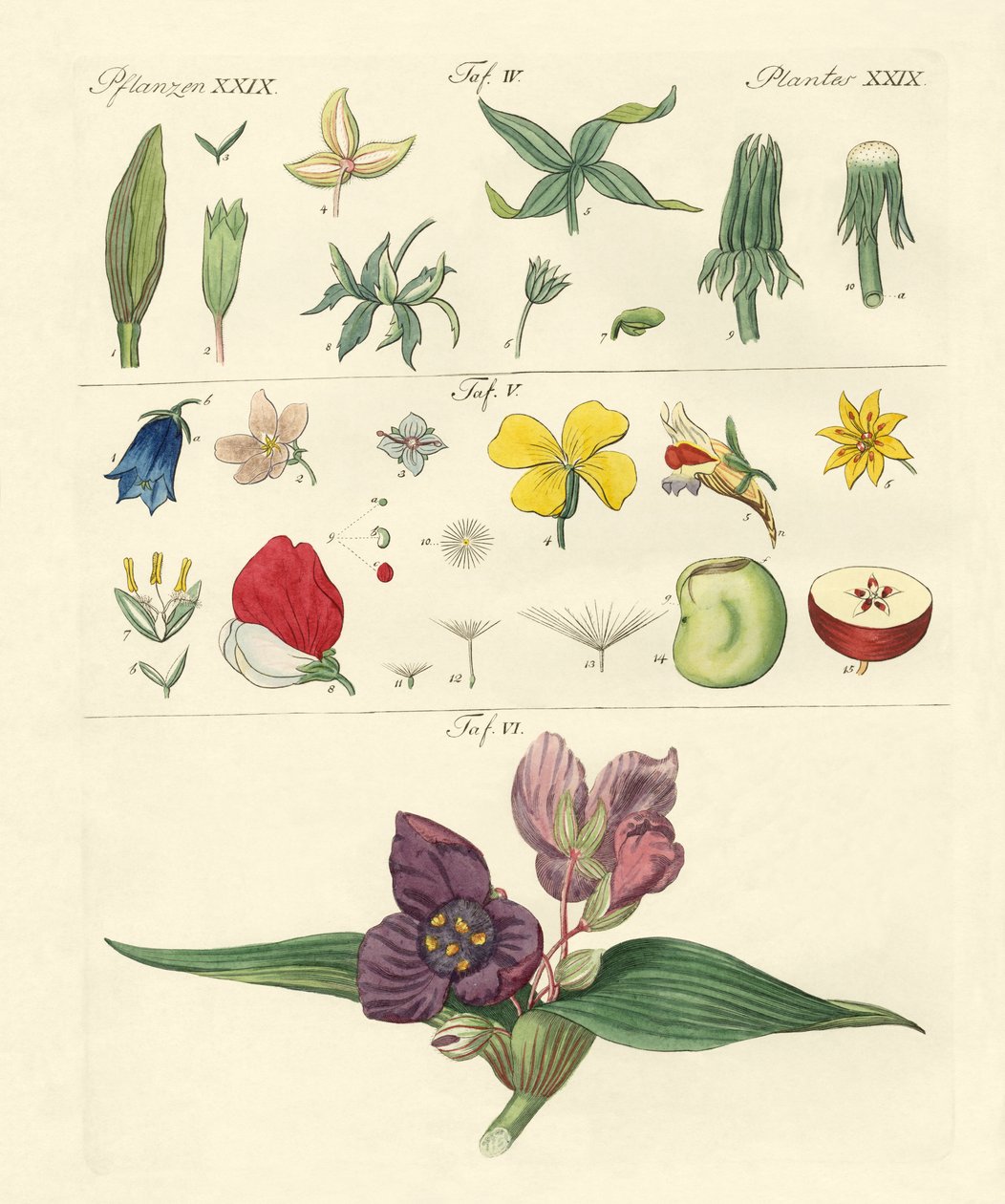 Peças de flor única de German School
