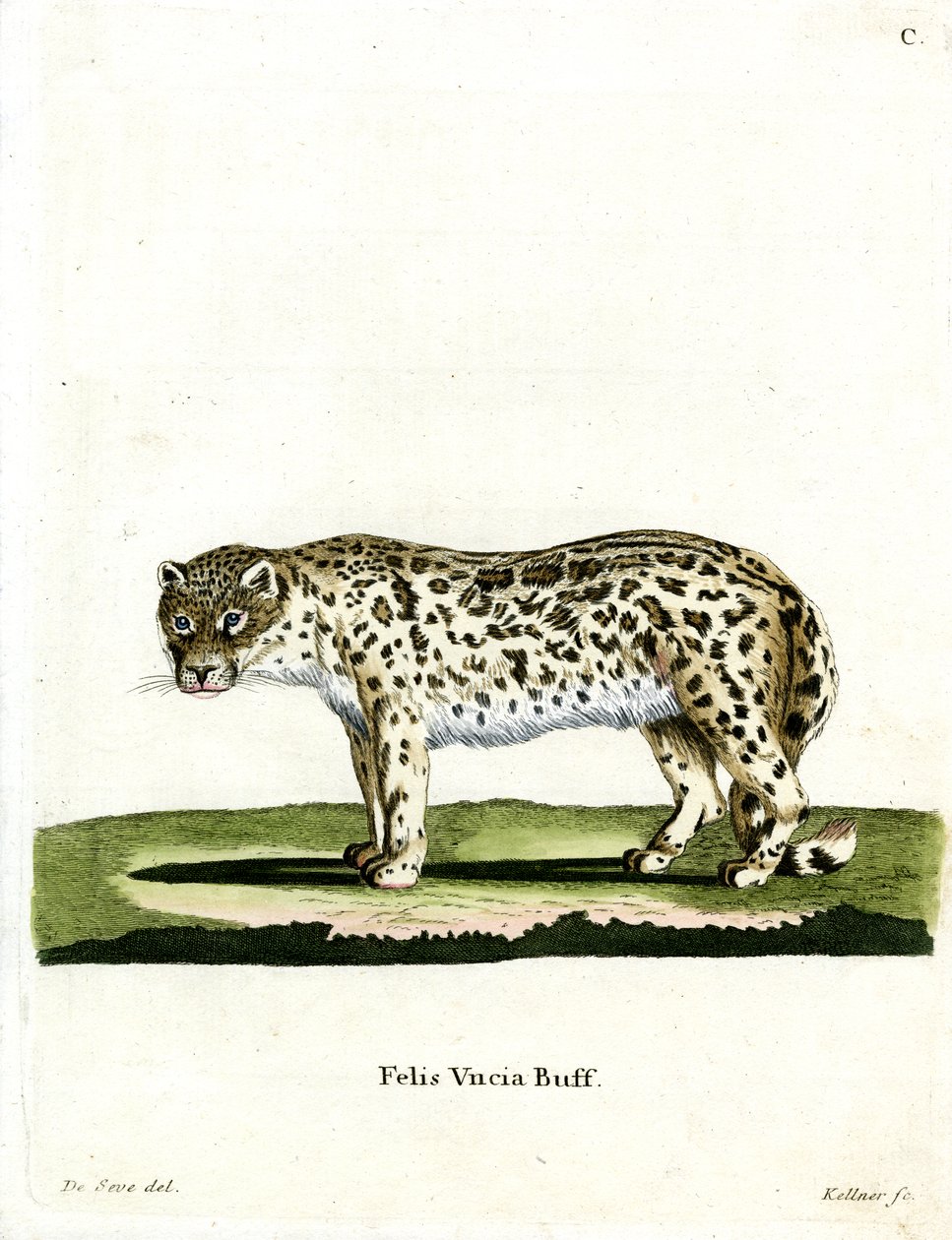 Leopardo das Neves (gravura colorida) de German School