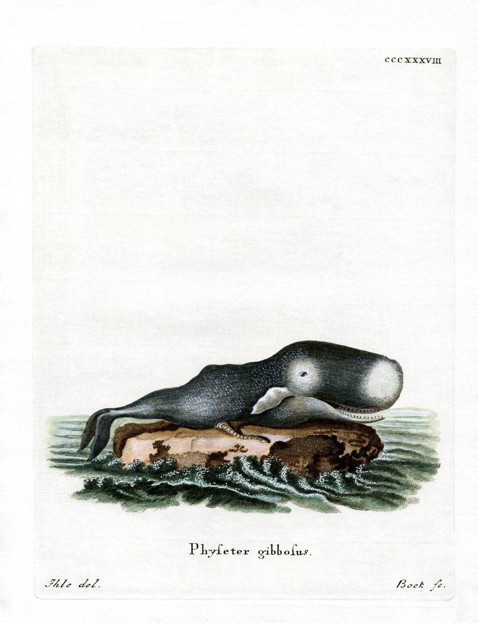 Cachalote (gravura colorida) de German School