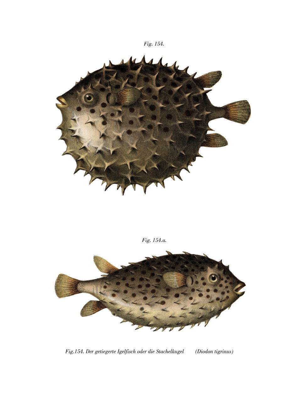 Spotfin Burrfish (cor litho) de German School