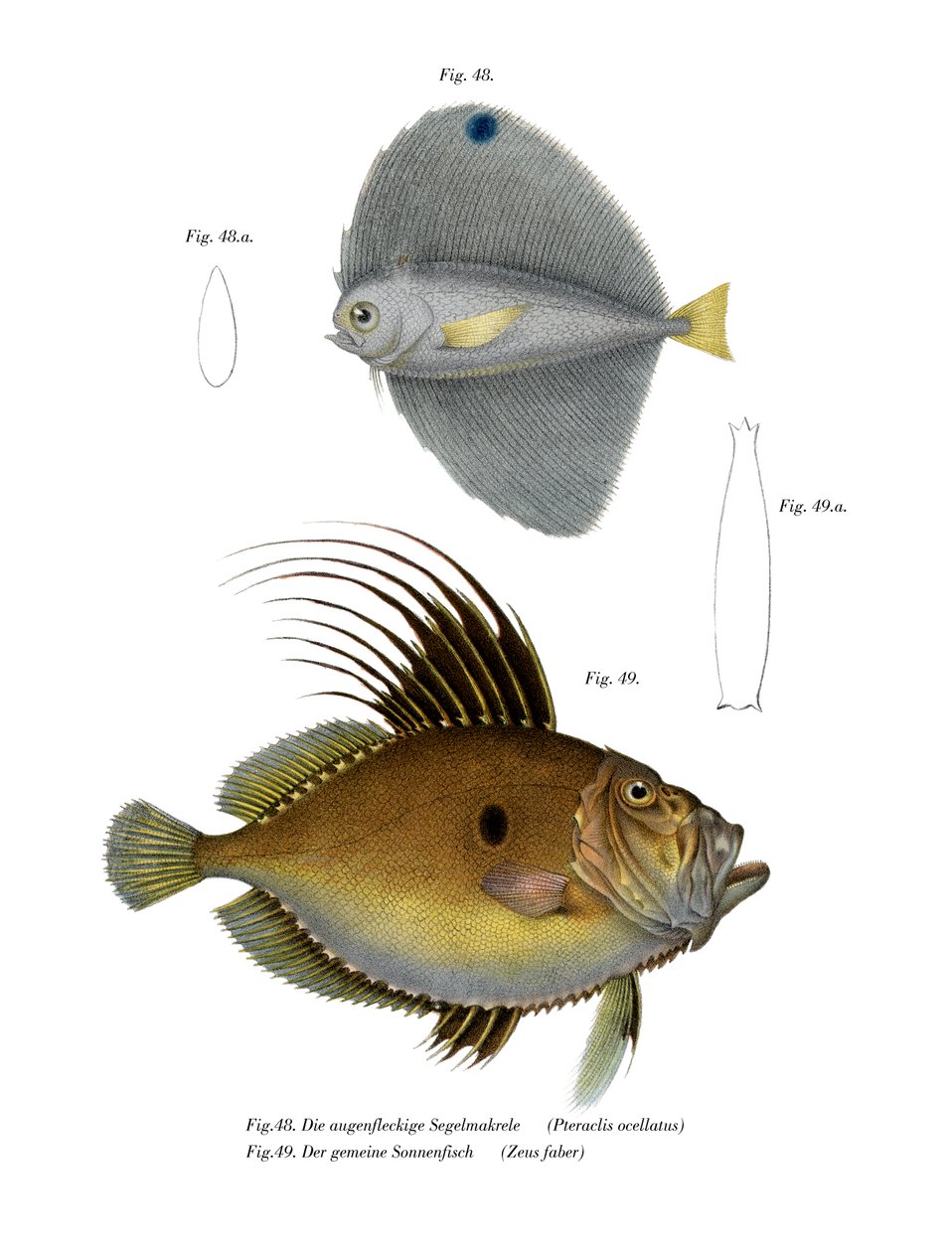 Spotted Fanfish (cor litho) de German School