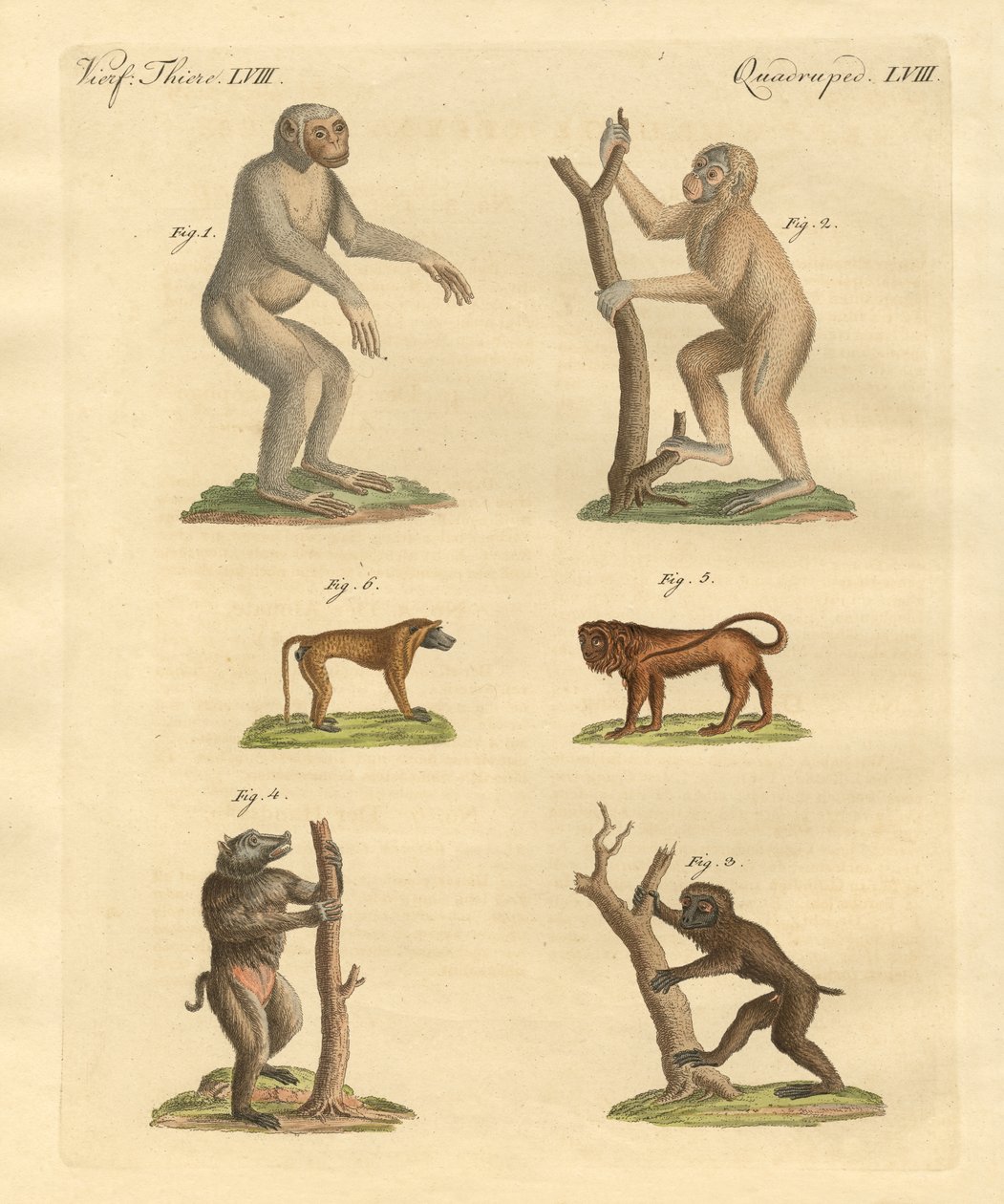 Tipos estranhos de macacos de German School