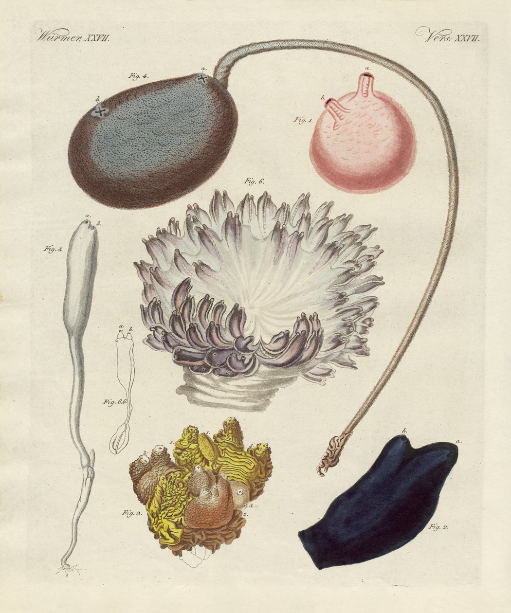 Moluscos estranhos (gravura colorida) de German School