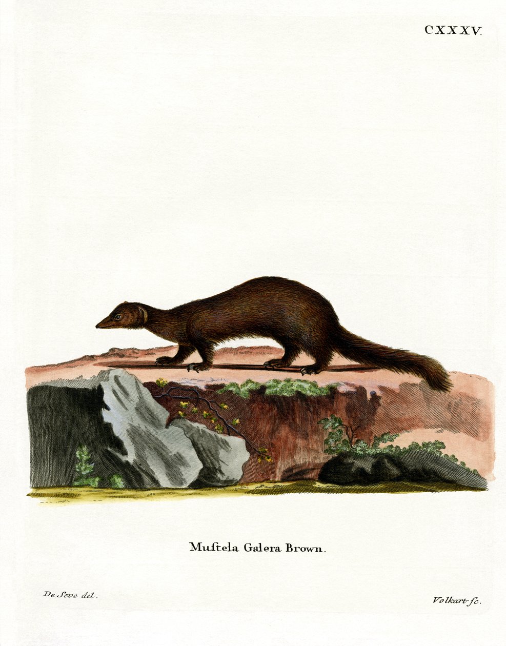 Tayra (gravação a cores) de German School