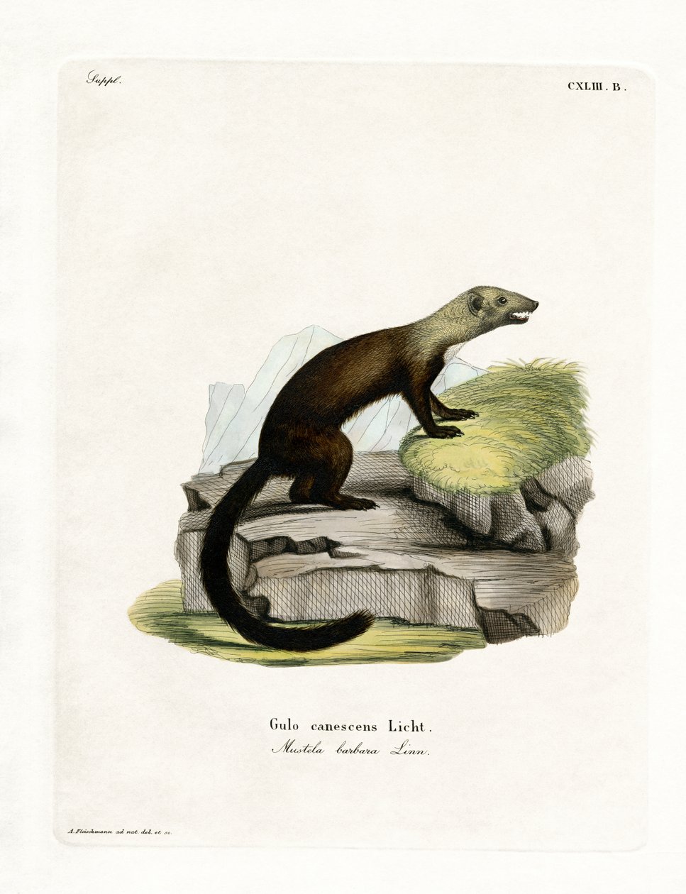 Tayra (gravação a cores) de German School