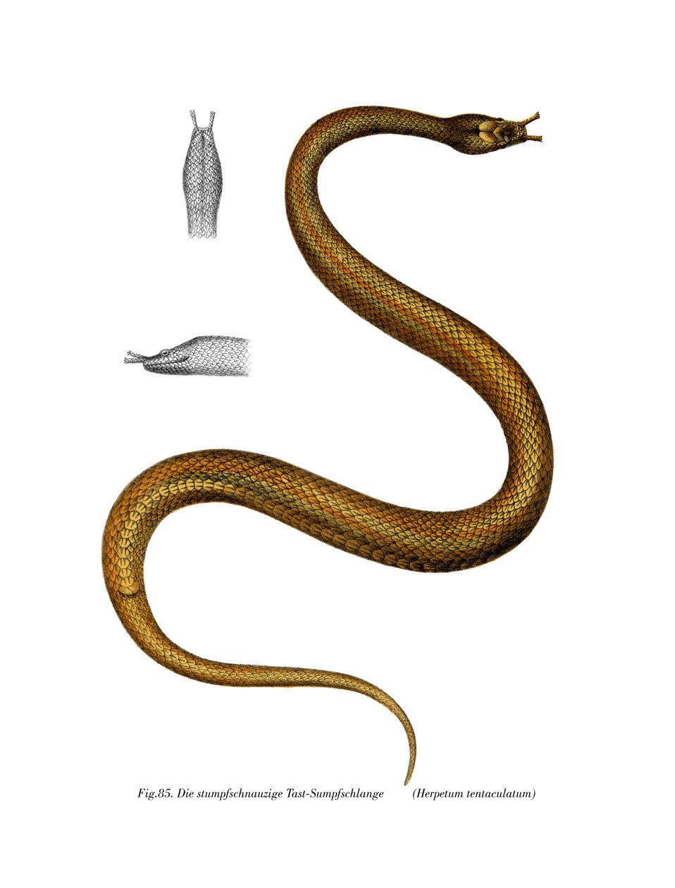 Tentacle Snake (cor litho) de German School