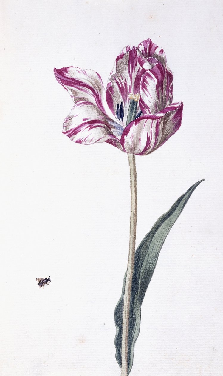 Tulipa e abelha, século 18 de German School