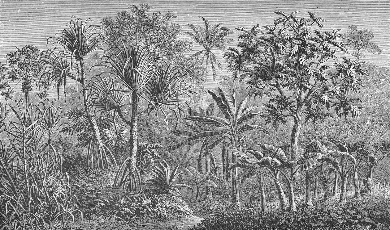 Vegetação na Índia de German School
