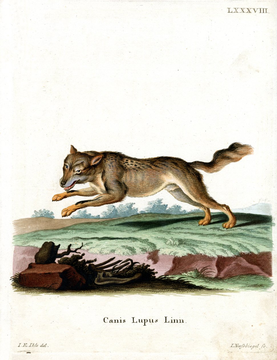 Lobo (gravura colorida) de German School