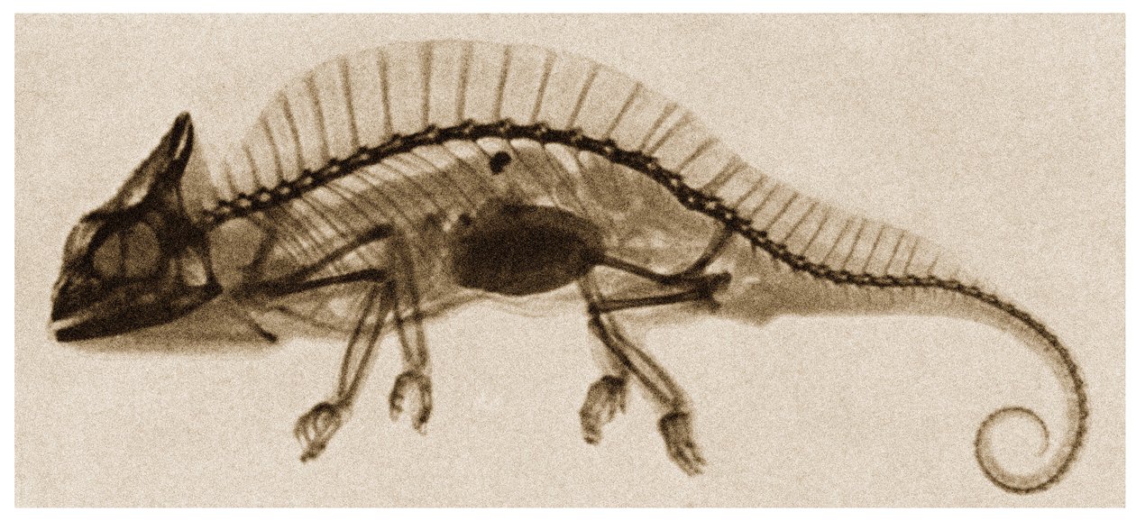 Raio X de um camaleão c.1890 de German School