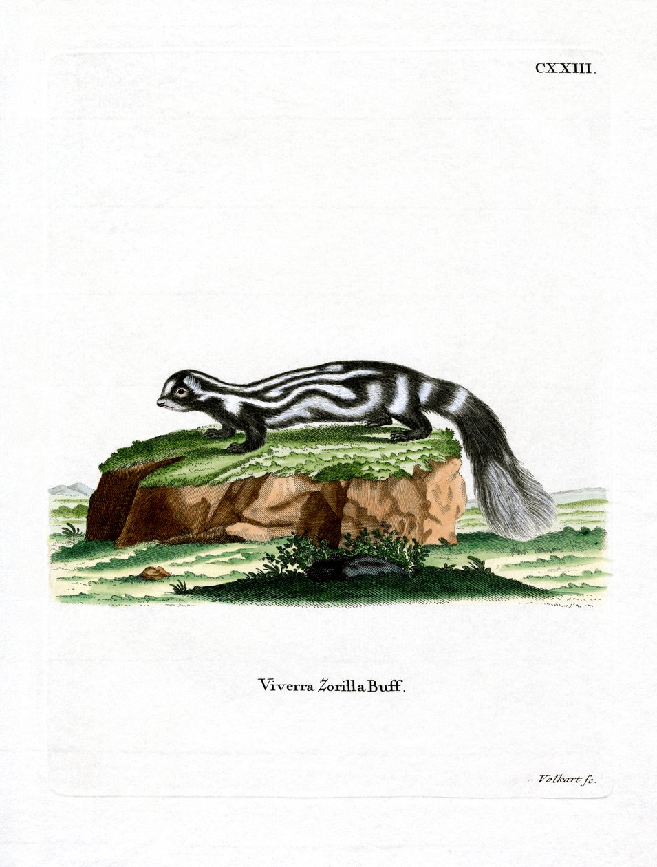 Zorilla (gravação a cores) de German School